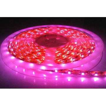 3528/5050 60LEDs / M cor rosa tira luz LED